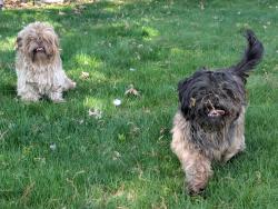 Found/Stray Male Dog last seen Englewood road Clifton NJ , Clifton, NJ 07012