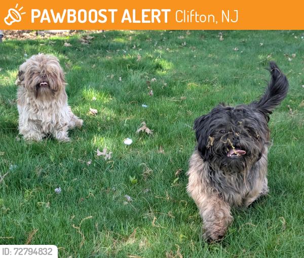 Found/Stray Male Dog last seen Englewood road Clifton NJ , Clifton, NJ 07012