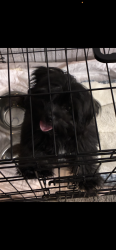 Lost Male Dog last seen Sherman and villard, Milwaukee, WI 53218