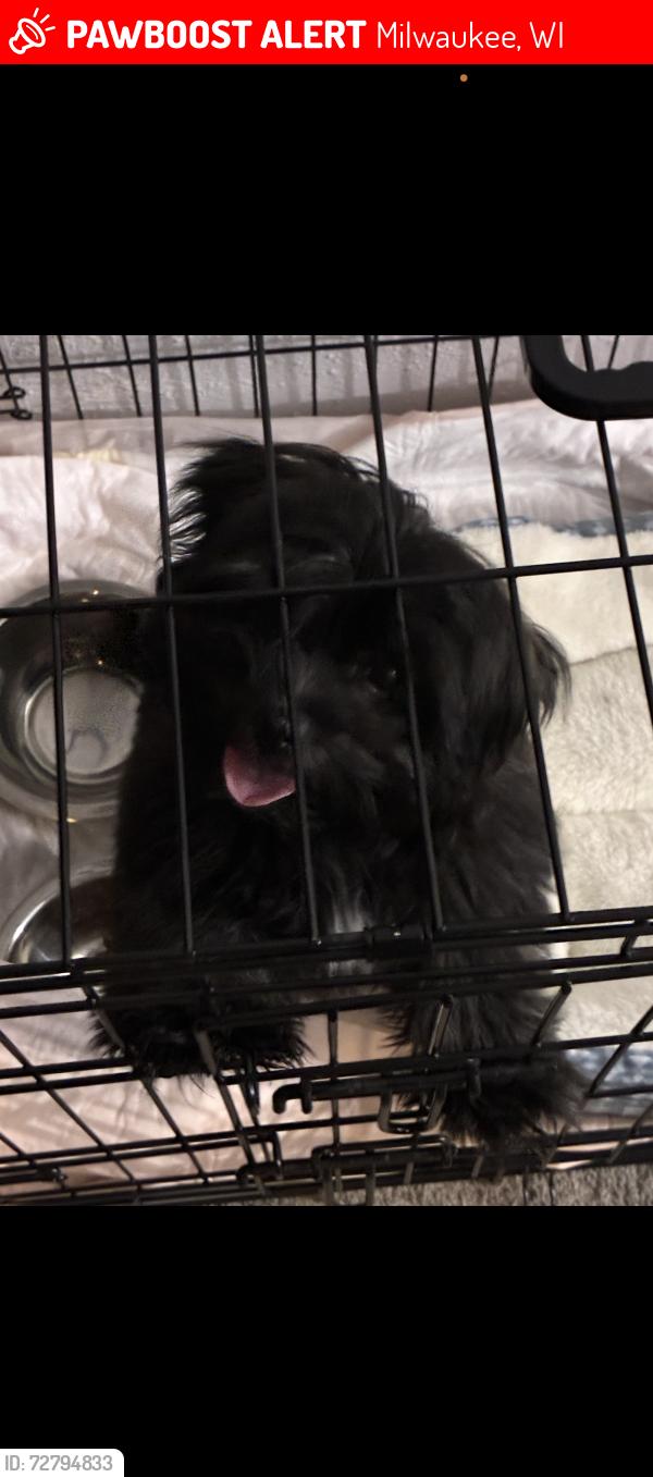Lost Male Dog last seen Sherman and villard, Milwaukee, WI 53218