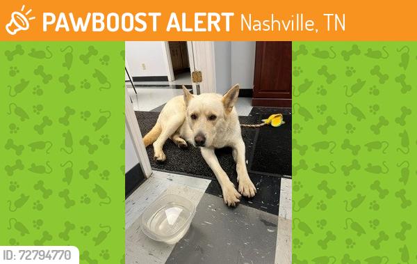 Found/Stray Male Dog last seen Eatons Creek and McCool Rd, Nashville, TN 37218