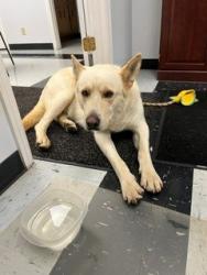 Found/Stray Male Dog last seen Eatons Creek and McCool Rd, Nashville, TN 37218