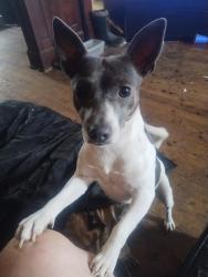 Lost Male Dog last seen Grove City rd kropp rd, Grove City, OH 43123
