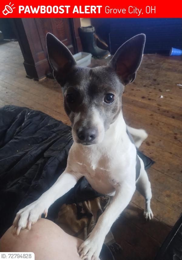 Lost Male Dog last seen Grove City rd kropp rd, Grove City, OH 43123