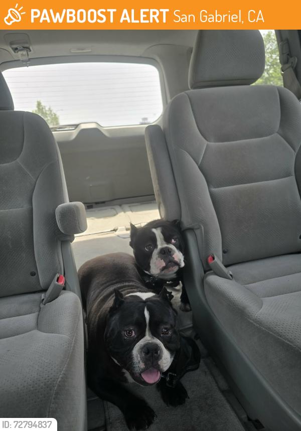 Found/Stray Male Dog last seen Dewey & Del Mar SAN GABRIEL CA, San Gabriel, CA 91776