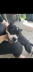 Found/Stray Female Dog last seen Family dollar on west roosevelt rd, Little Rock, AR 72202