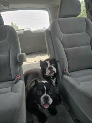 Found/Stray Male Dog last seen Dewey & Del Mar SAN GABRIEL CA, San Gabriel, CA 91776