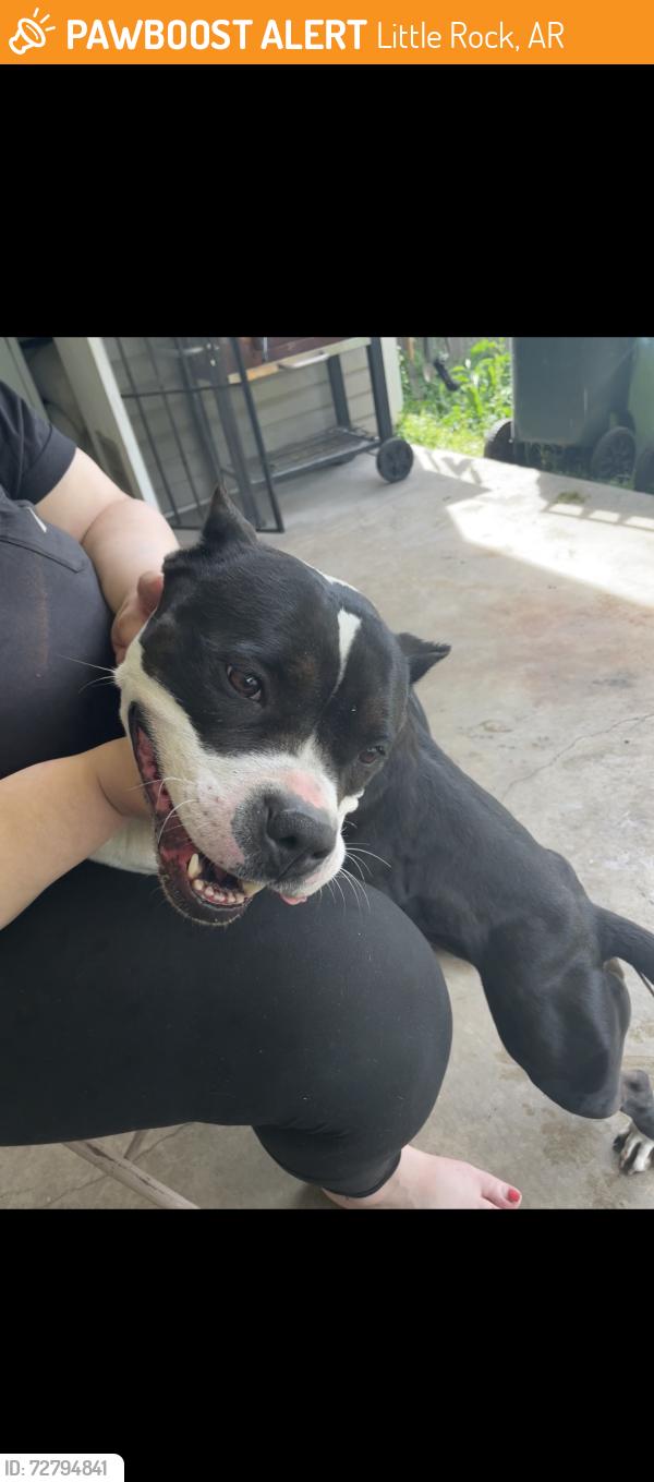 Found/Stray Female Dog last seen Family dollar on west roosevelt rd, Little Rock, AR 72202
