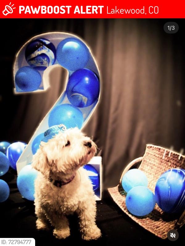 Lost Male Dog last seen yale Sheridan, Lakewood, CO 80232