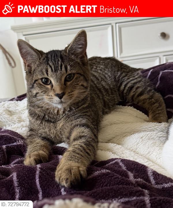 Lost Female Cat last seen Victory elementary school Linton hall ,Virginia , Bristow, VA 20136