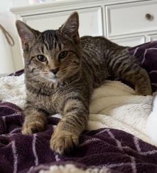 Lost Female Cat last seen Victory elementary school Linton hall ,Virginia , Bristow, VA 20136