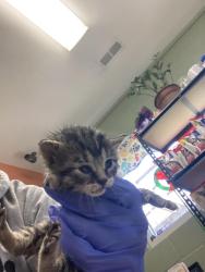 Shelter Stray Female Cat last seen Out of Town, Burnsville, NC 28714