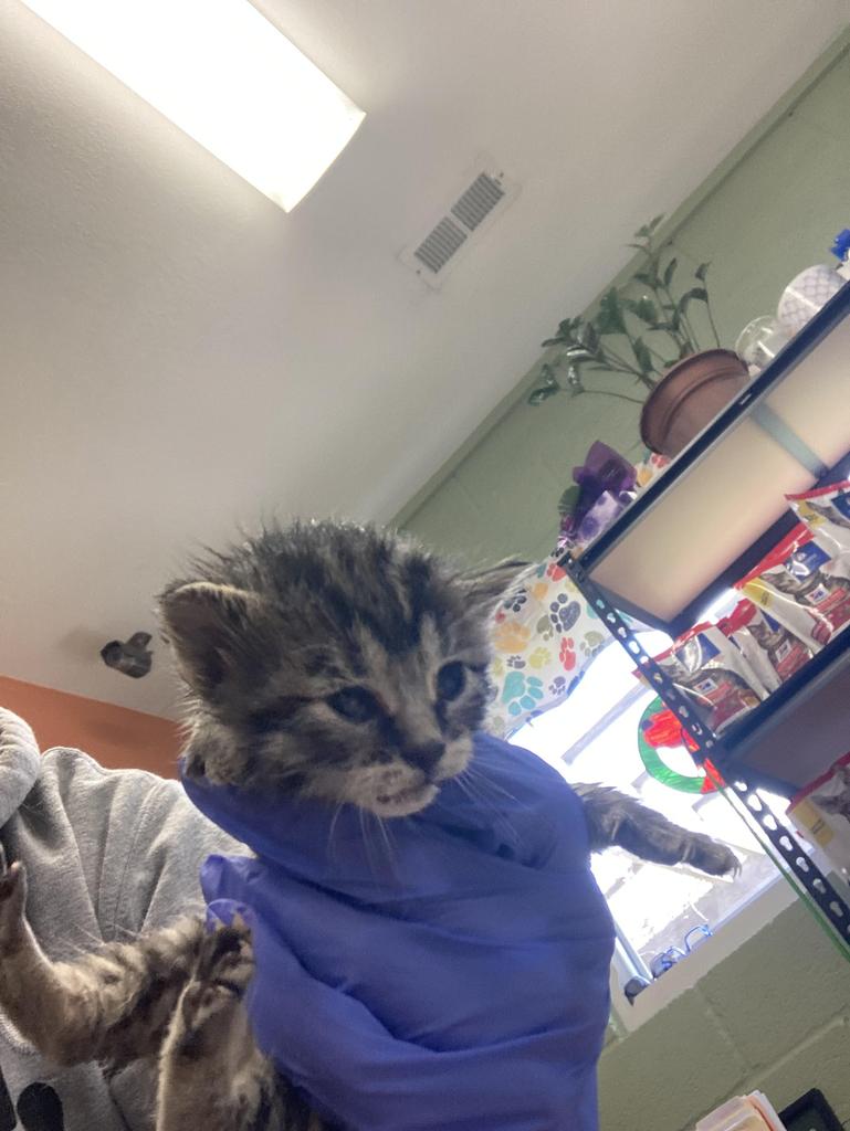 Shelter Stray Female Cat last seen Out of Town, Burnsville, NC 28714