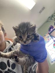 Shelter Stray Female Cat last seen Out of Town, Burnsville, NC 28714