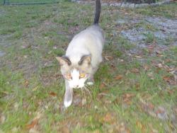 Found/Stray Unknown Cat last seen Us1, Melbourne, FL 32935