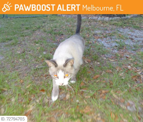 Found/Stray Unknown Cat last seen Us1, Melbourne, FL 32935
