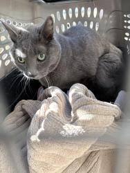 Found/Stray Unknown Cat last seen Northeastern and Moon NE, Albuquerque, NM 87112