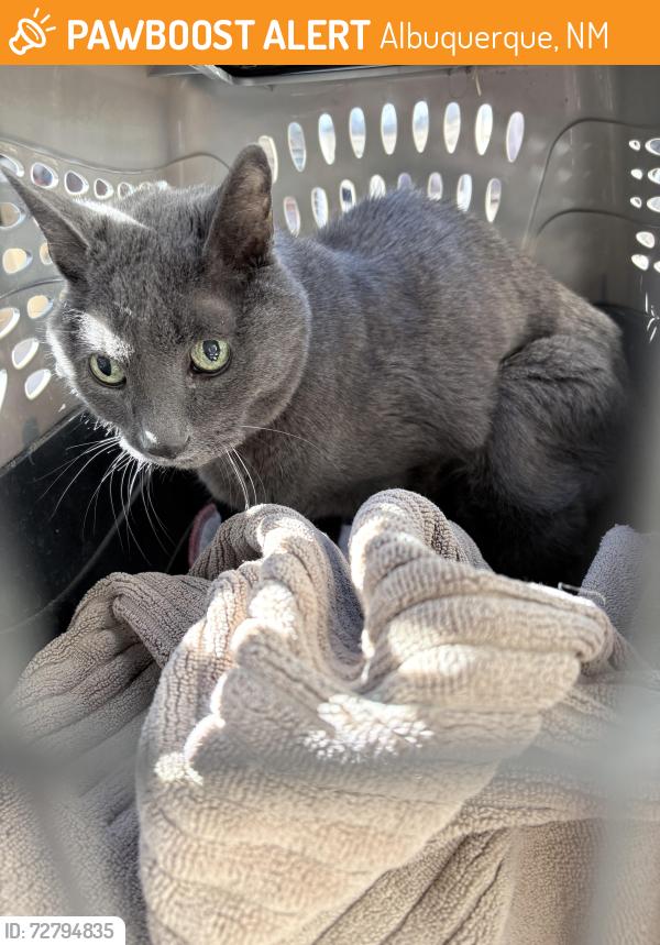Found/Stray Unknown Cat last seen Northeastern and Moon NE, Albuquerque, NM 87112