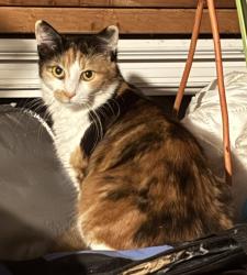 Lost Female Cat last seen Intersection Hwy 29 and Tommy LeeCook Rd., Palmetto, GA 30268