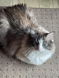 Lost Female Cat last seen Carlisle rd, The Village, OK 73120