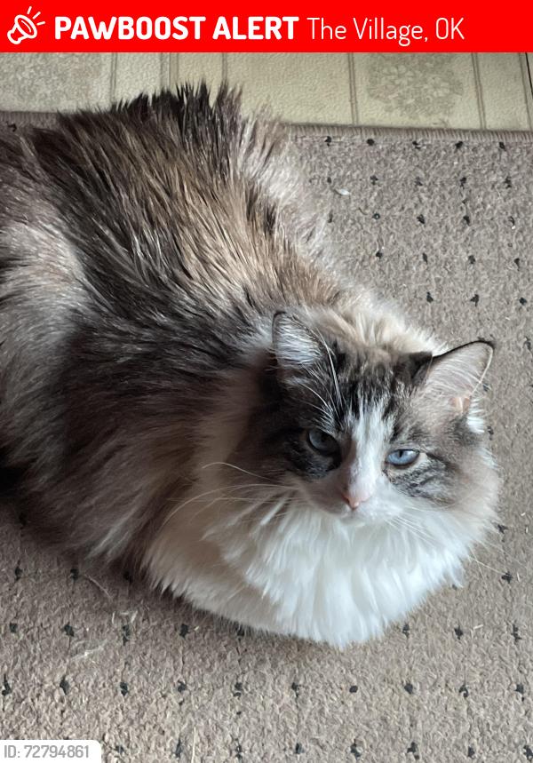 Lost Female Cat last seen Carlisle rd, The Village, OK 73120