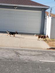 Found/Stray Female Dog last seen Parkdale & Sierra near Sandals church , San Bernardino, CA 92404