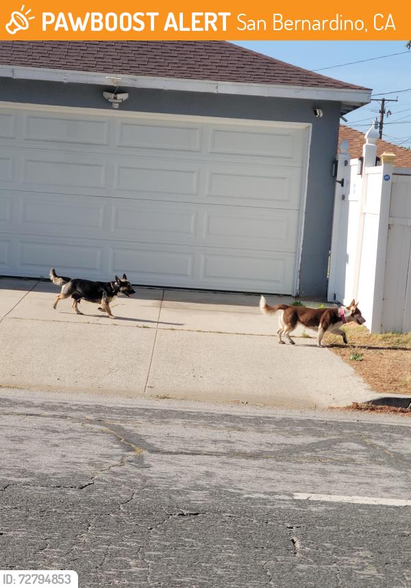 Found/Stray Female Dog last seen Parkdale & Sierra near Sandals church , San Bernardino, CA 92404