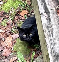 Found/Stray Unknown Cat last seen Valley View Road, Montclair, Oakland, CA 94611