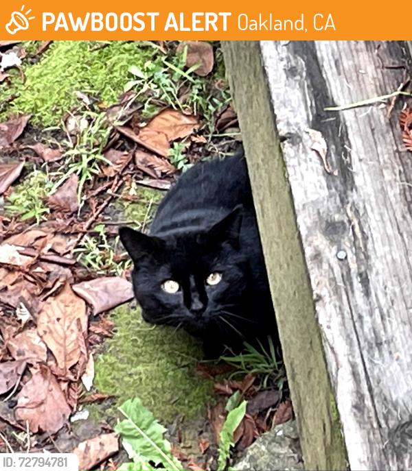 Found/Stray Unknown Cat last seen Valley View Road, Montclair, Oakland, CA 94611