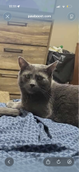 Lost Male Cat last seen Arlington and 47th, Kansas City, MO 64133