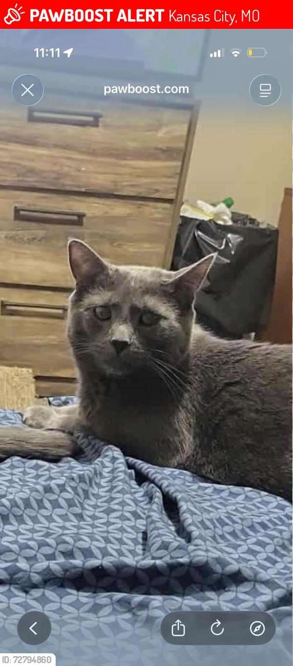 Lost Male Cat last seen Arlington and 47th, Kansas City, MO 64133