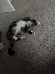 Lost Female Cat last seen Norvell St, Beaumont, TX 77707