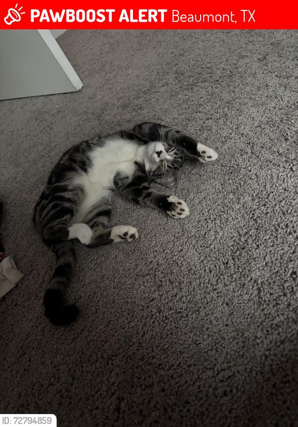 Lost Female Cat last seen Norvell St, Beaumont, TX 77707