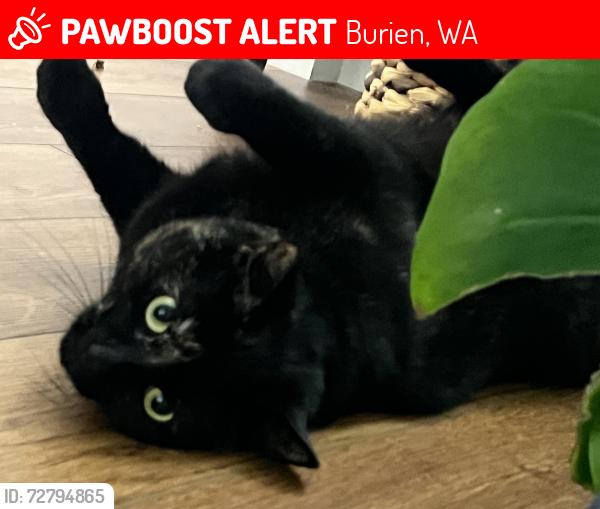 Lost Female Cat last seen Des Moines memorial and Aumbaum Cutoff, Burien, WA 98148