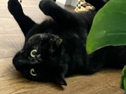 Lost Female Cat last seen Des Moines memorial and Aumbaum Cutoff, Burien, WA 98148