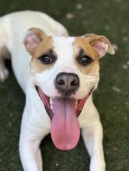 Shelter Stray Female Dog last seen CHARLOTTE, Charlotte, NC 28217