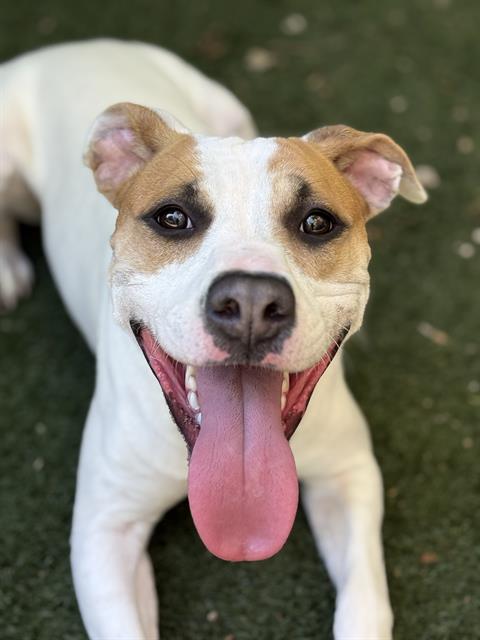 Shelter Stray Female Dog last seen CHARLOTTE, Charlotte, NC 28217