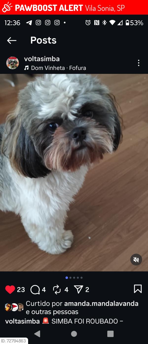 Lost Male Dog last seen Terminal de ônibus Vila Sônia , Vila Sonia, SP 