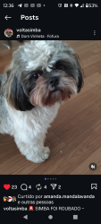 Lost Male Dog last seen Terminal de ônibus Vila Sônia , Vila Sonia, SP 