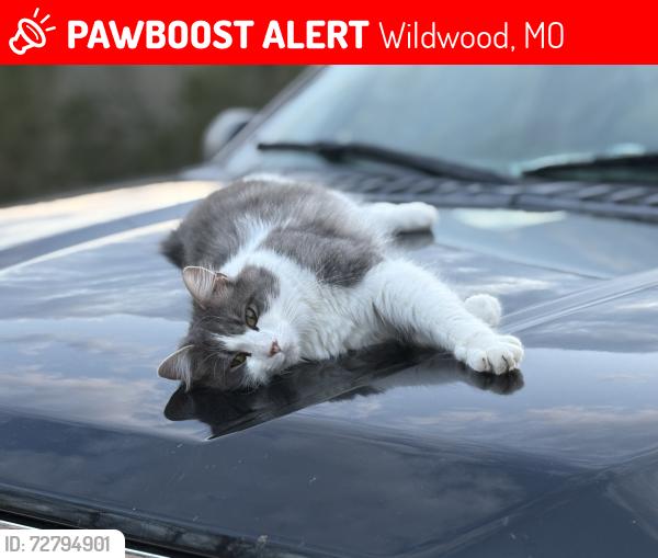 Lost Male Cat last seen Near & Fox Creek , Wildwood, MO 63069