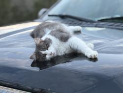 Lost Male Cat last seen Near & Fox Creek , Wildwood, MO 63069