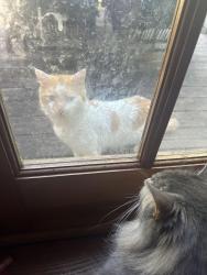 Found/Stray Unknown Cat last seen S Ruth St, Maryville, TN 37803