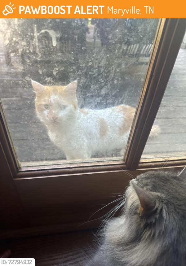 Found/Stray Unknown Cat last seen S Ruth St, Maryville, TN 37803