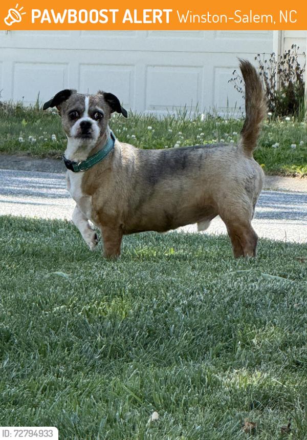 Found/Stray Male Dog last seen Ivy Ridge Lane , Winston-Salem, NC 27104