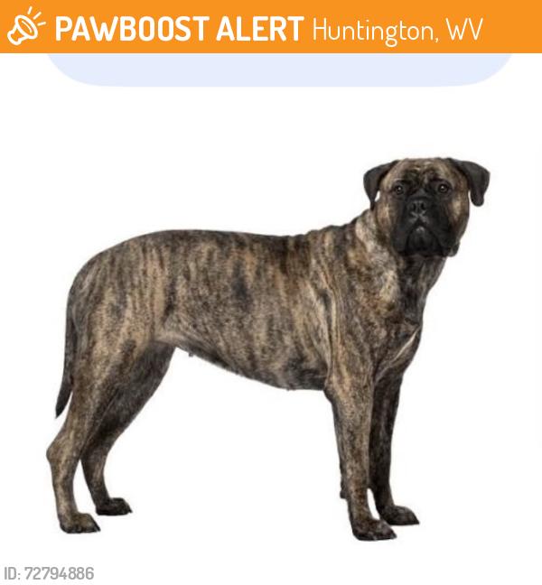 Found/Stray Male Dog last seen Barn, Huntington, WV 25701
