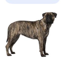 Found/Stray Male Dog last seen Barn, Huntington, WV 25701