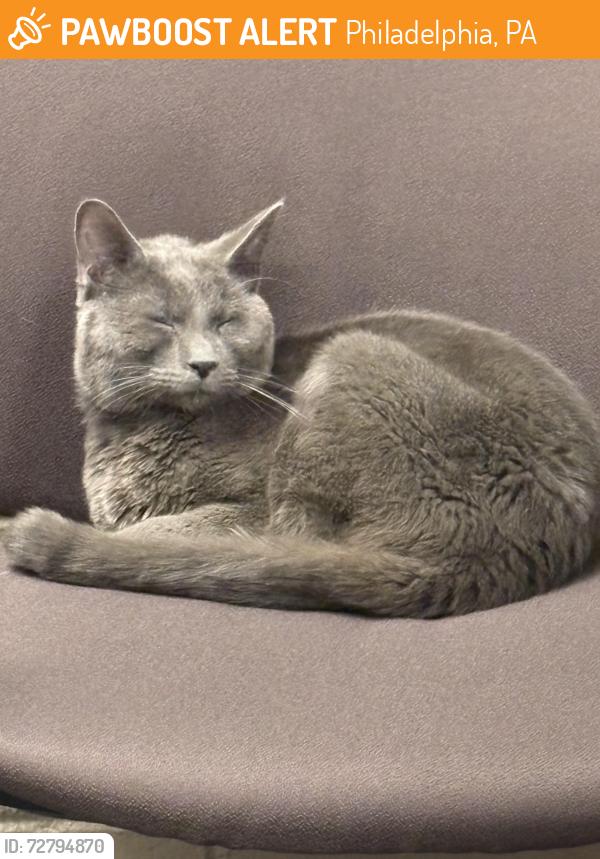 Found/Stray Unknown Cat last seen SEPTA Allegheny Depot, Philadelphia, PA 19132