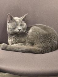 Found/Stray Unknown Cat last seen SEPTA Allegheny Depot, Philadelphia, PA 19132