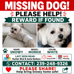 Lost Male Dog last seen 52nd Terr SW & 21st PL SW Naples FL, Golden Gate, FL 34116