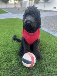 Lost Male Dog last seen Sossaman and riggs, Queen Creek, AZ 85142
